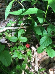 Rubus pubescens