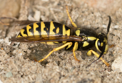 Vespula atropilosa