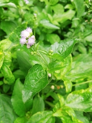 Ageratum conyzoides