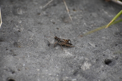 Melanoplus mexicanus