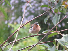 Fringilla coelebs