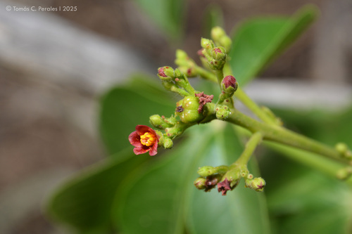 Jatropha excisa, photograph 2