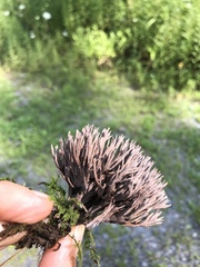 Thelephora anthocephala