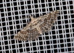 Alucita grammodactyla