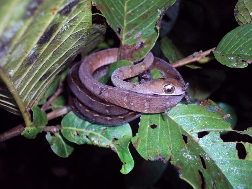 Atlantic Forest Racer