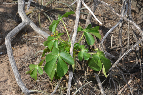 Jatropha excisa, photograph 1