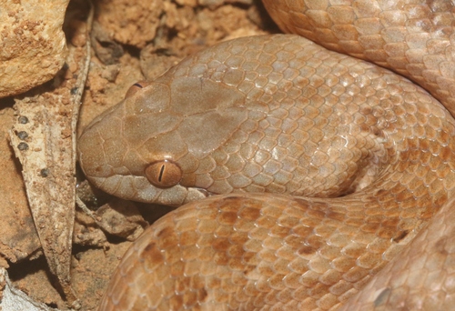 Photo of a Günther's Racer (Ditypophis vivax)