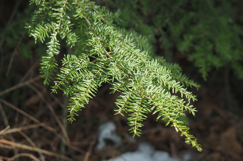 western hemlock