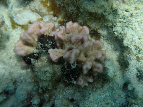 Psammocora stellata observed 2025-02-09