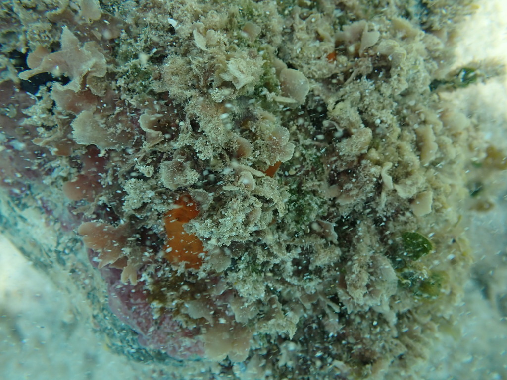 Haloplegma duperreyi