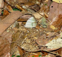 Taygetis angulosa