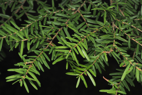 western hemlock
