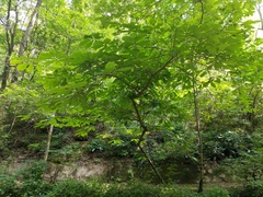 Asimina triloba