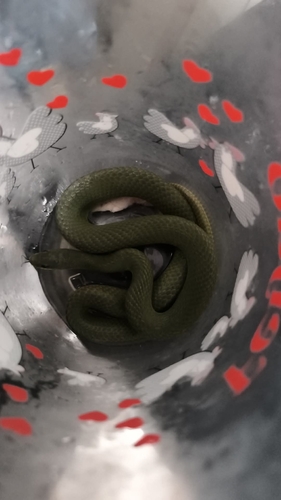Dixon's Ground Snake