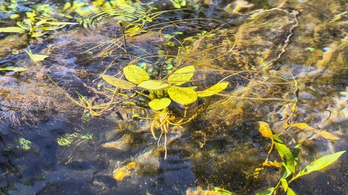 Foto de Amazônia