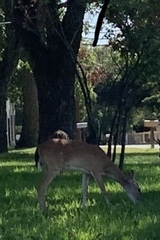 Odocoileus virginianus