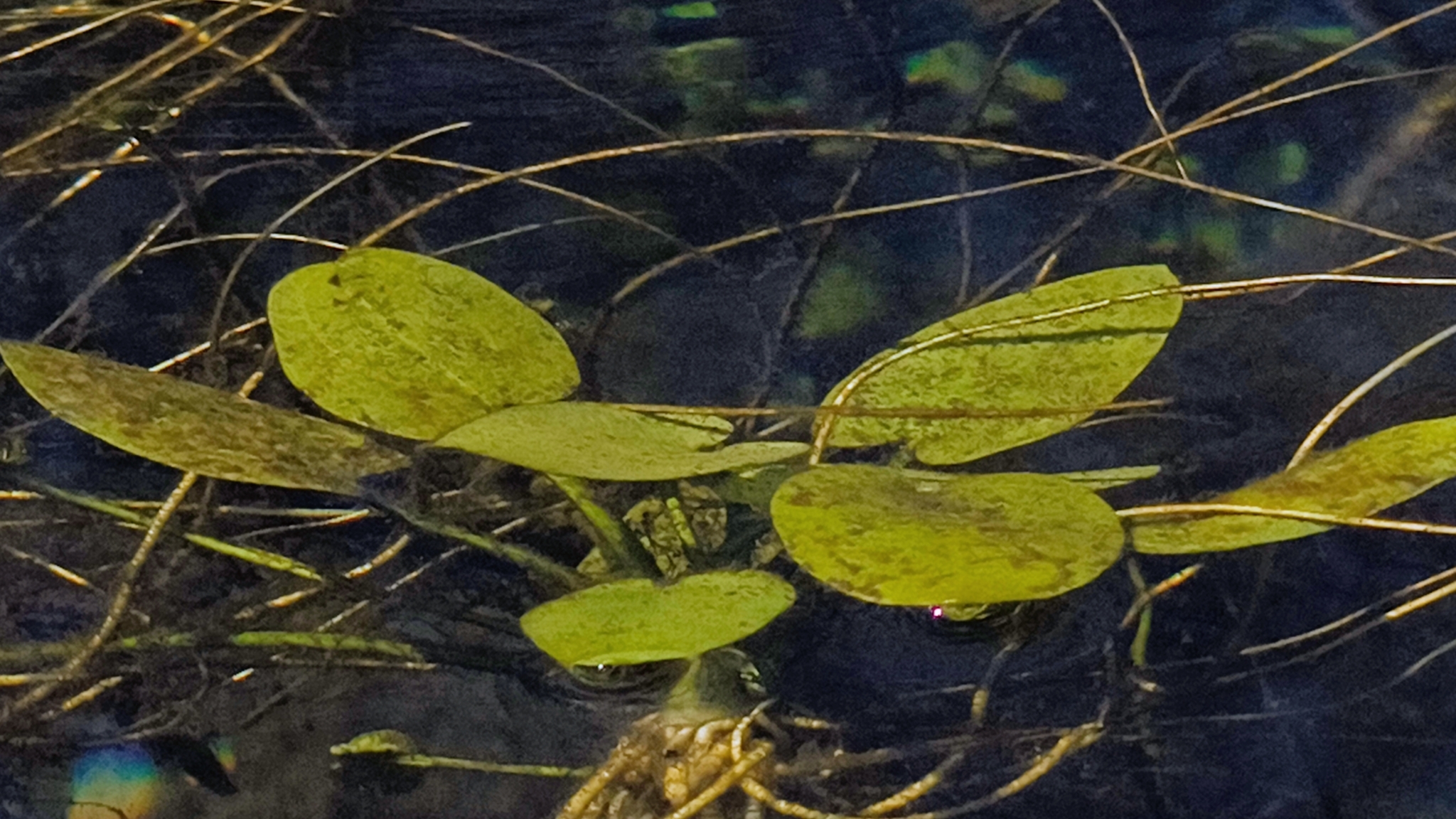 Imagem de Amazônia