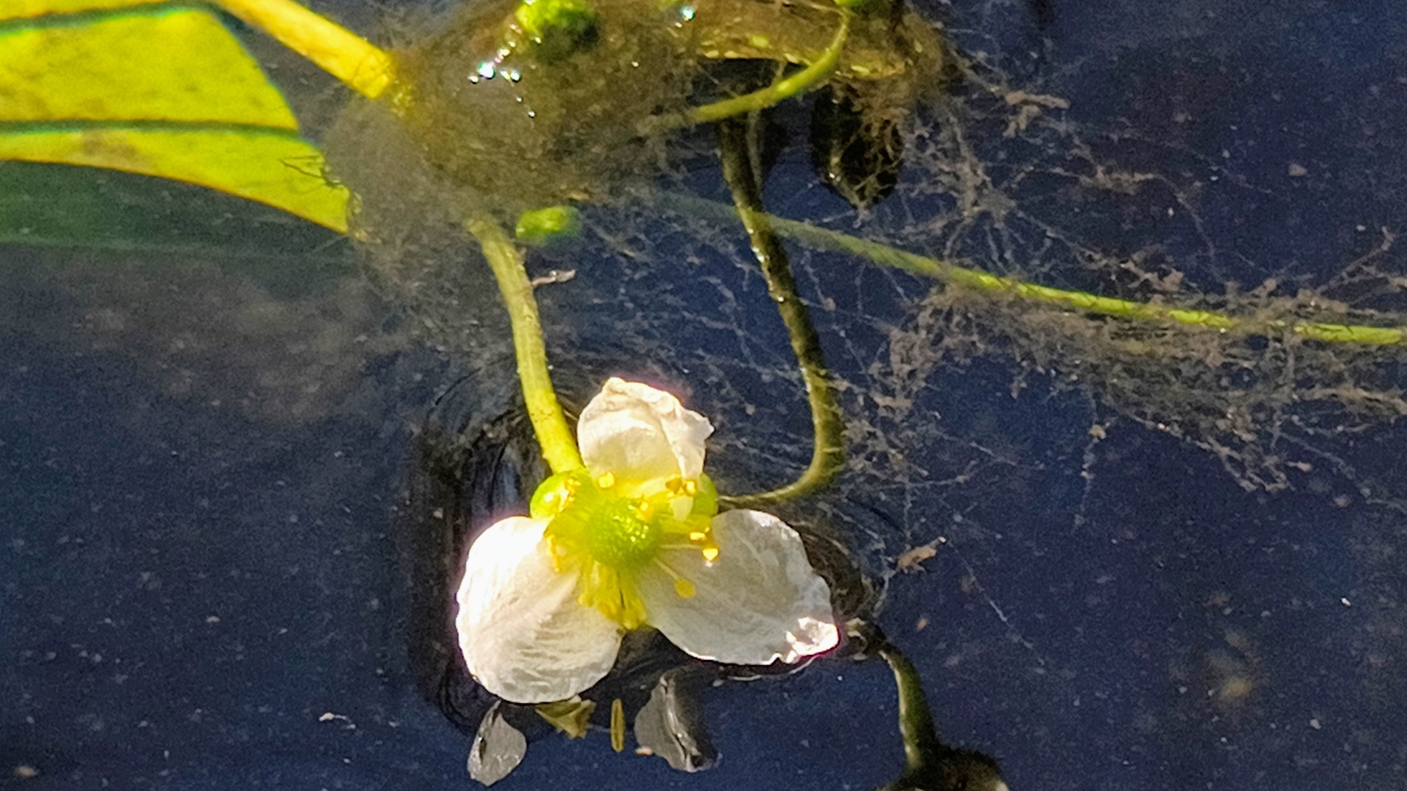Imagem de Amazônia