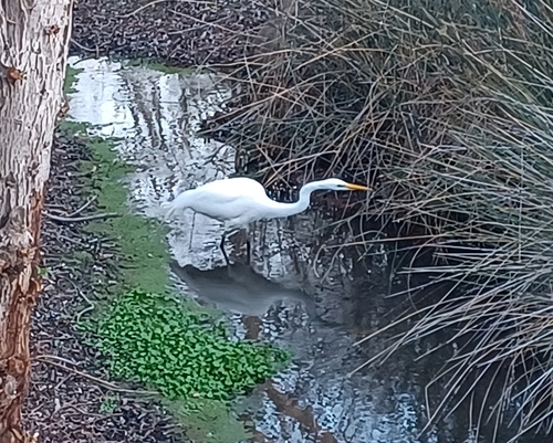 iNaturalist observation photo of Great Egret