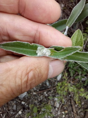 Tradescantia crassifolia