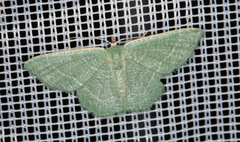 Phaiogramma etruscaria
