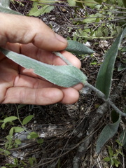Tradescantia crassifolia