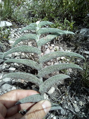 Tradescantia crassifolia