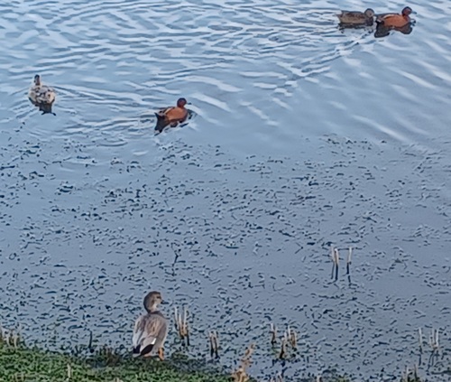 iNaturalist observation photo of Gadwall