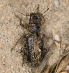 Sitona cylindricollis