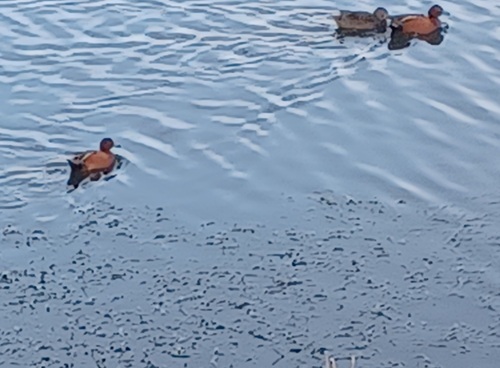 iNaturalist observation photo of Cinnamon Teal