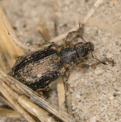 Sitona cylindricollis