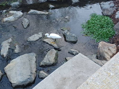 iNaturalist observation photo of Snowy Egret