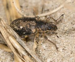 Sitona cylindricollis