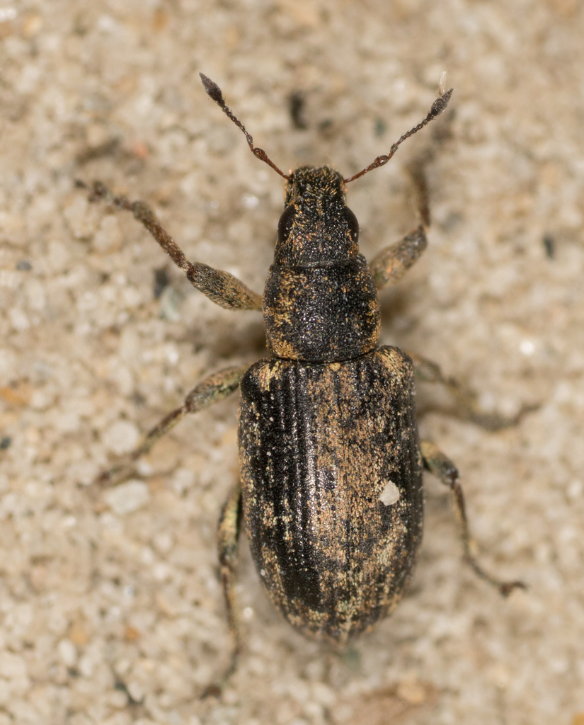 Sweetclover weevil