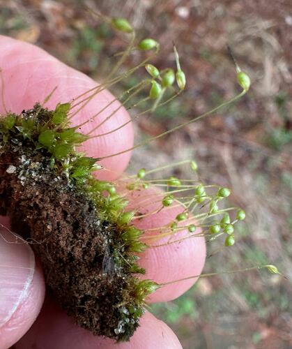 Funaria flavicans observed 2025-02-08