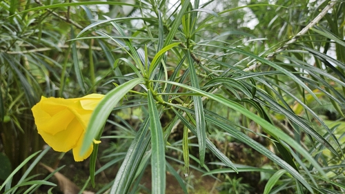 Thevetia peruviana - Leaves