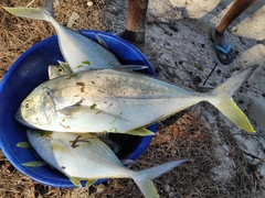 Caranx