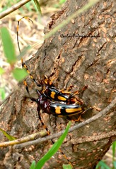 Dendrobias mandibularis mandibularis