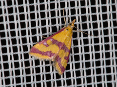 Pyrausta sanguinalis