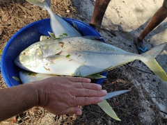 Caranx