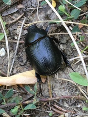 Pentodon bidens punctatus
