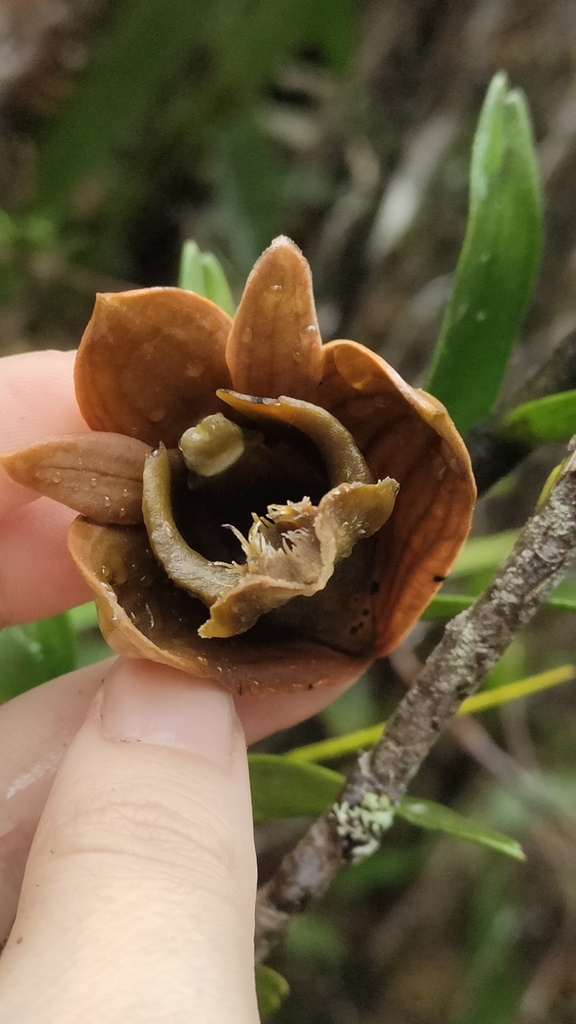 Dendrobium piranha C.L.Chan & P.J.Cribb