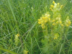 Rhinanthus serotinus aestivalis