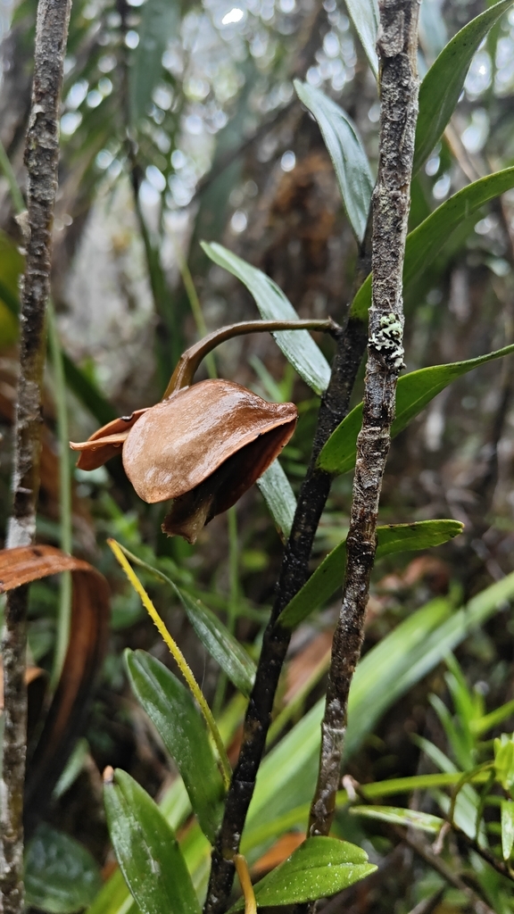 Dendrobium piranha C.L.Chan & P.J.Cribb 2