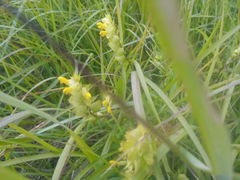 Rhinanthus serotinus aestivalis