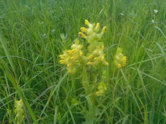 Rhinanthus serotinus aestivalis