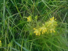 Rhinanthus serotinus aestivalis