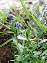 Veronica alpina