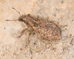 Sitona cylindricollis