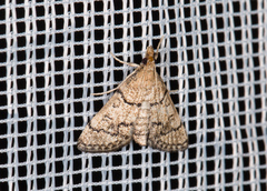 Metasia ophialis